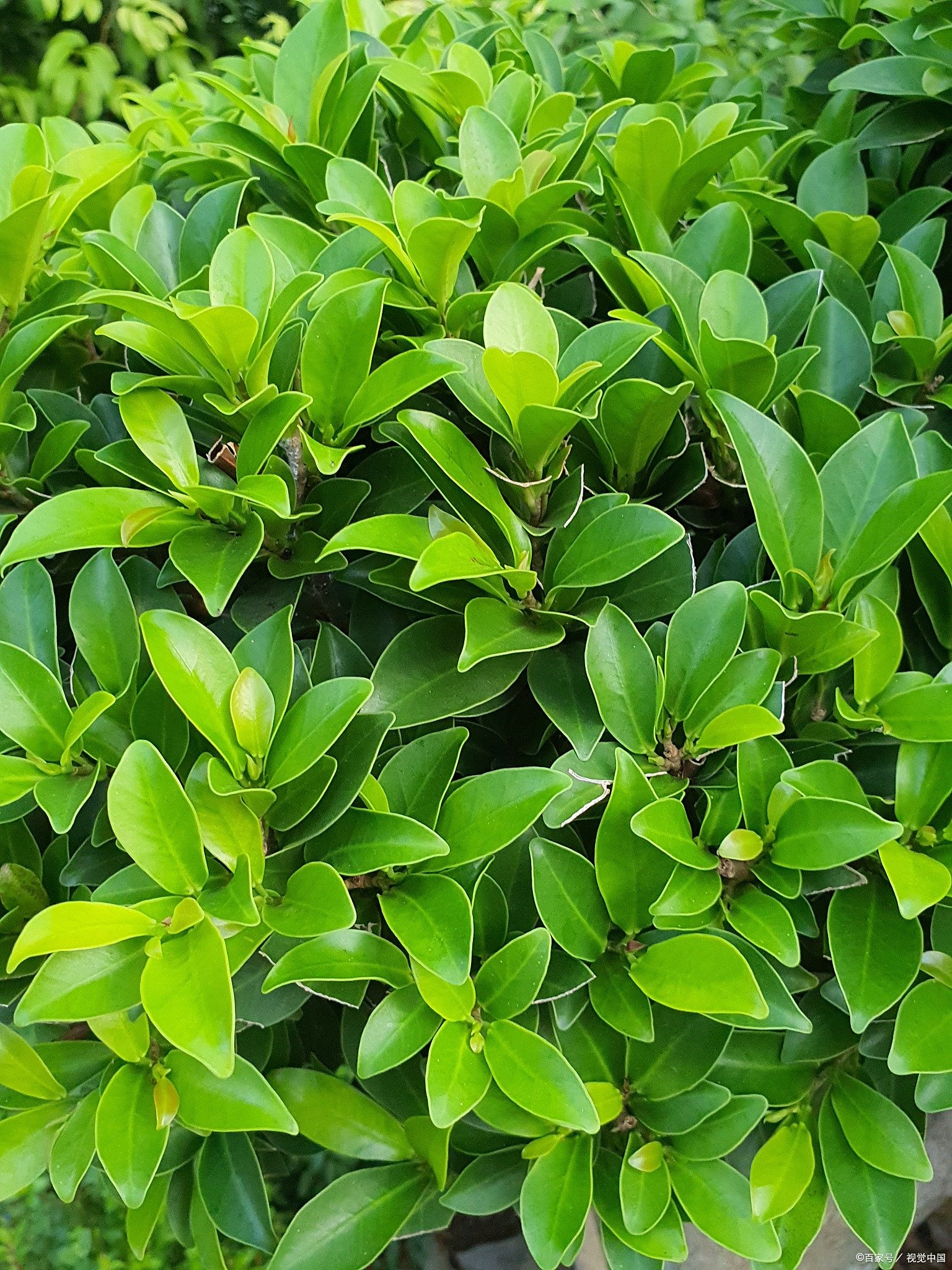 冬青发芽了怎么养?