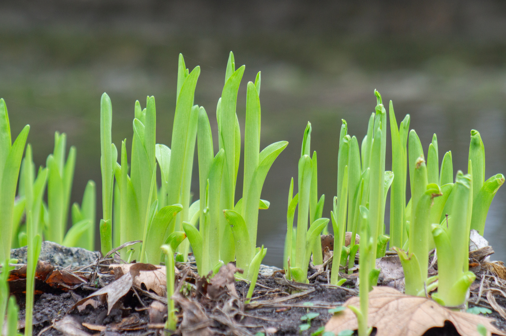 [原文:草芽是何物?