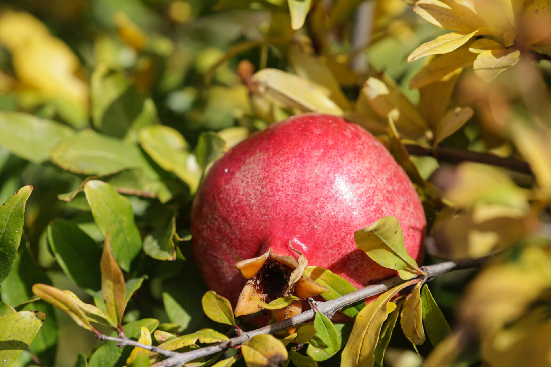 城市大玩家# 临潼石榴具有悠久的历史,引进初期,先在京都长安(今西安