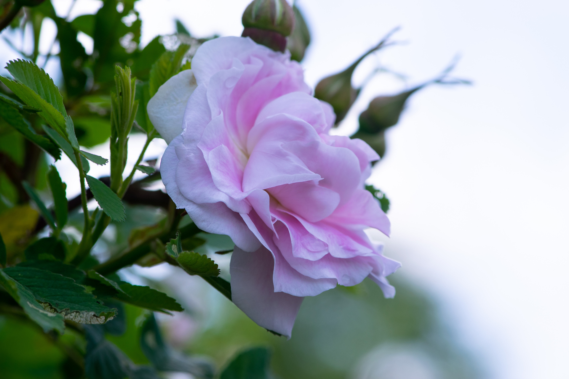 "莎菲天使"月季,淡雅粉色,挺拔植株的园艺优选!适应性强且易养护.