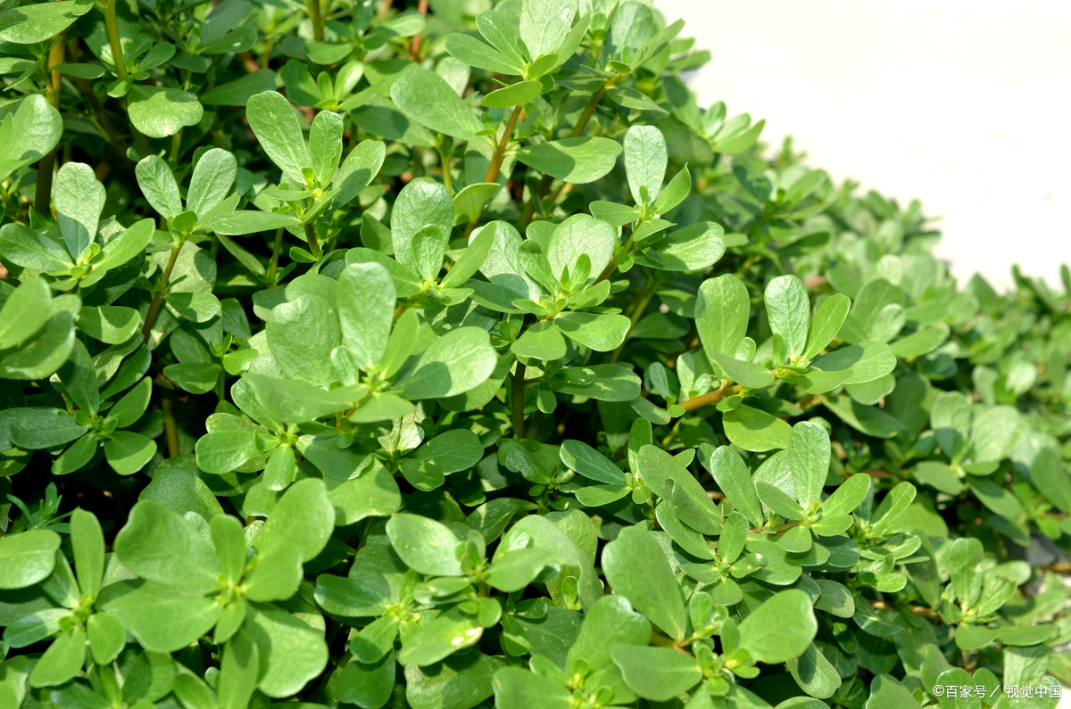 马齿苋能不能改善皮肤状态