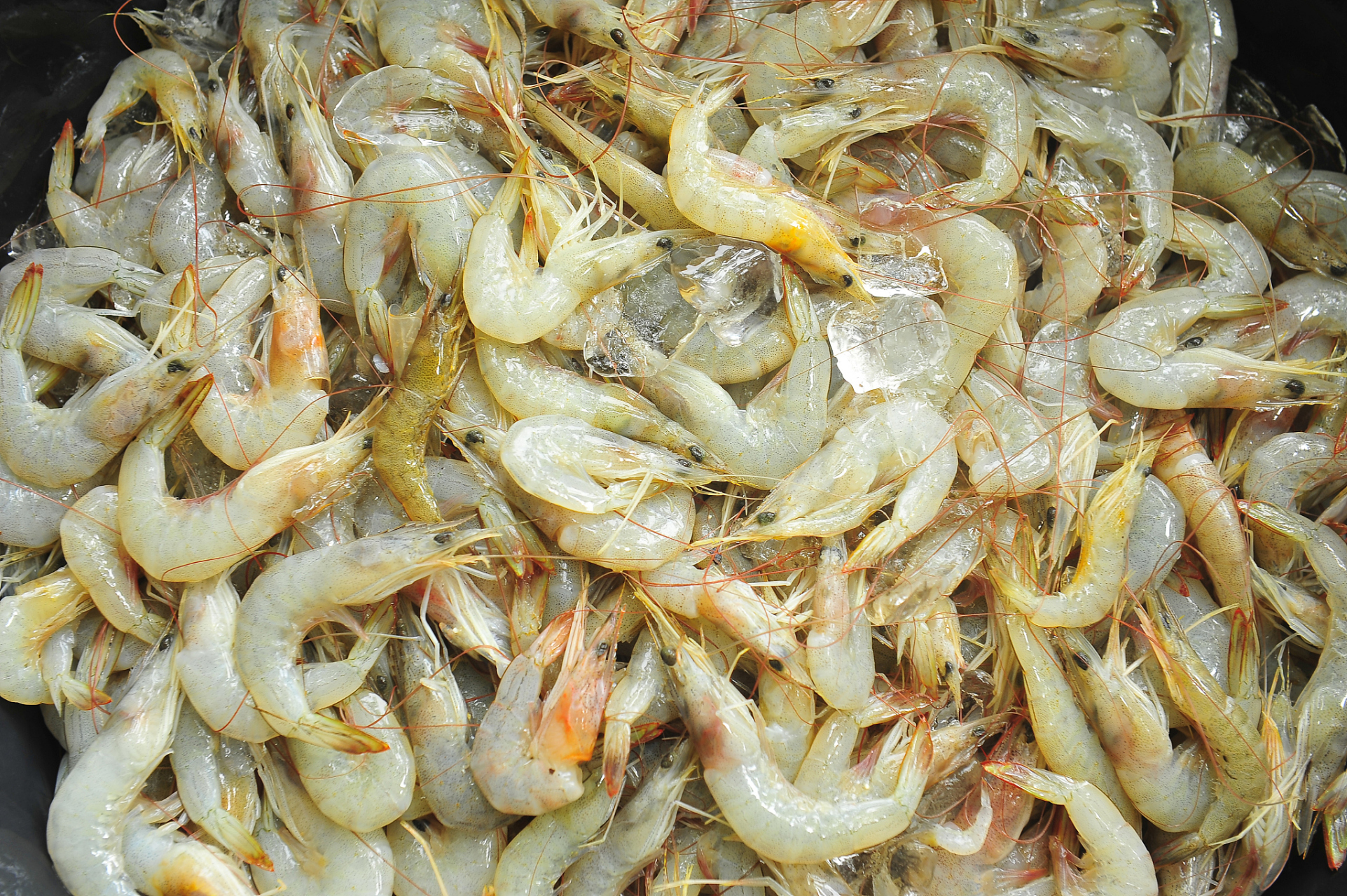 在炸小河虾这个问题中,正确的做法是使用淀粉,而不是面粉.