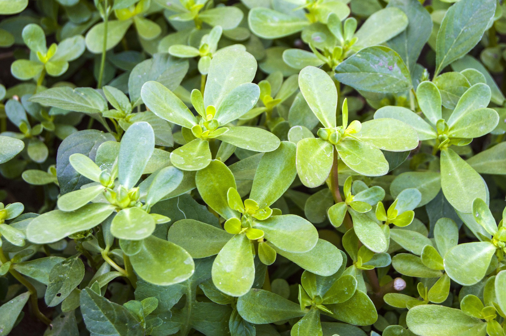 马齿苋虽然有清热解毒的功效,但含有毒素,过量食用将对身体健康带来