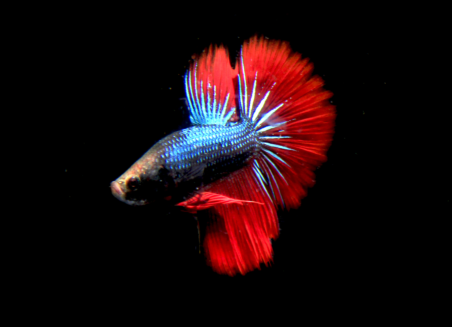 斗鱼的鱼鳃病是一种常见的疾病,它会影响斗鱼的呼吸和健康.