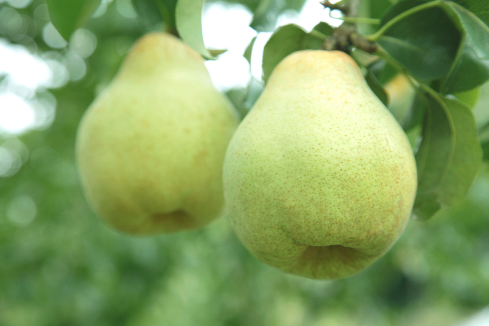 赵州雪花梨,作为石家庄的特色水果,有着悠久的种植历史,已经延续了