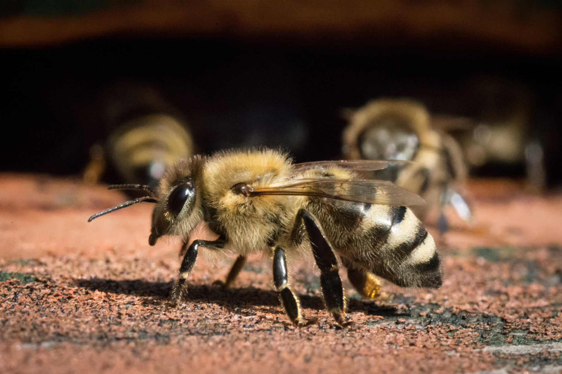 蜜蜂是昆虫界中的重要一员,可被分为多种类型,如黑小蜜蜂,黑大蜜蜂
