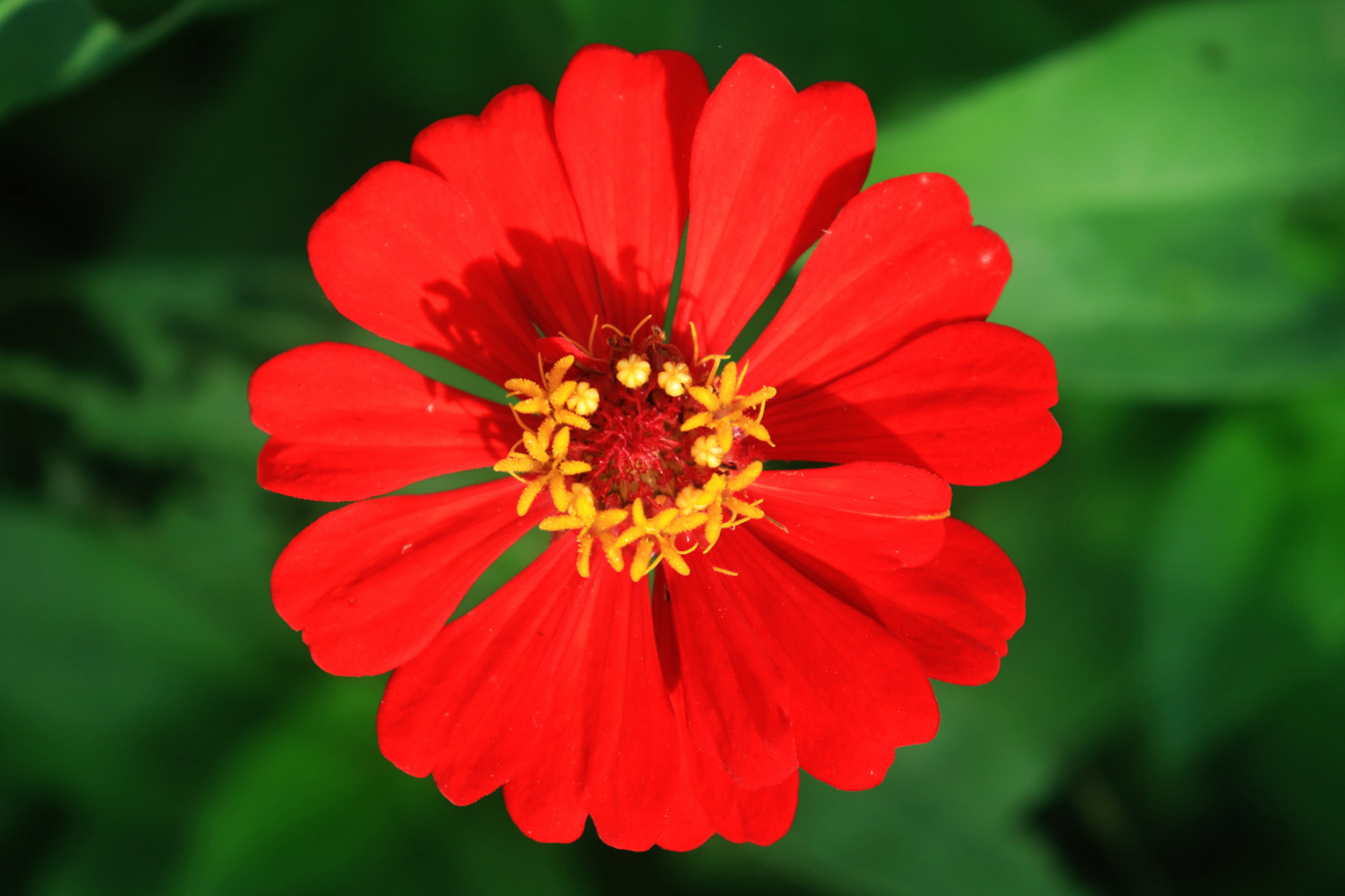 小红花,作为常见的花朵,却静静地流淌在我们童年记忆中,成为一生抹