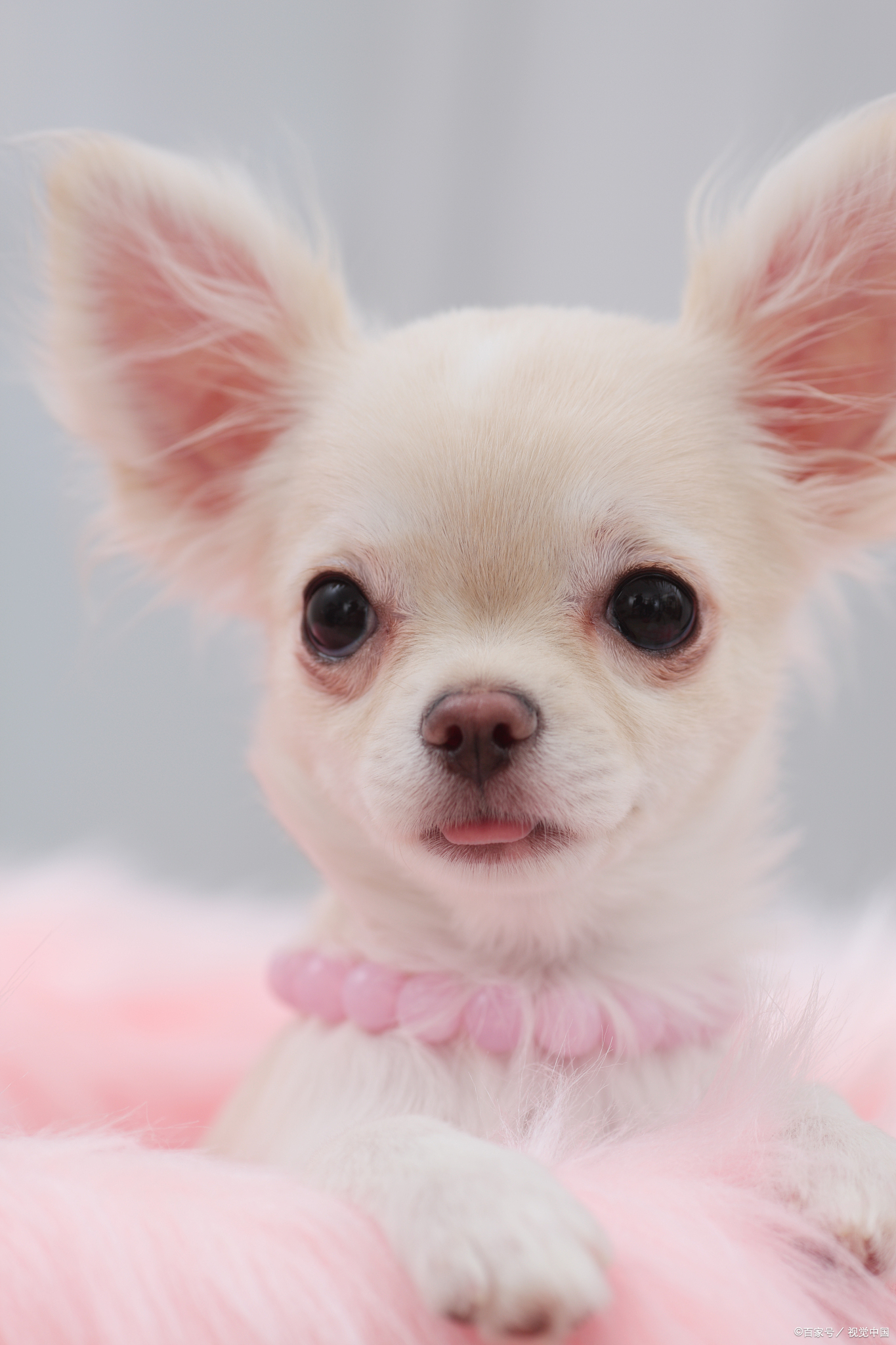 吉娃娃犬,以其微小的体型和独特的外貌征服了无数宠物爱好者的心.