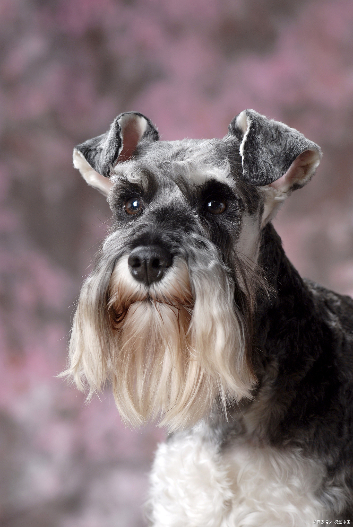 《犬类百科》13.小型雪纳瑞犬,别看它小,一脸成熟