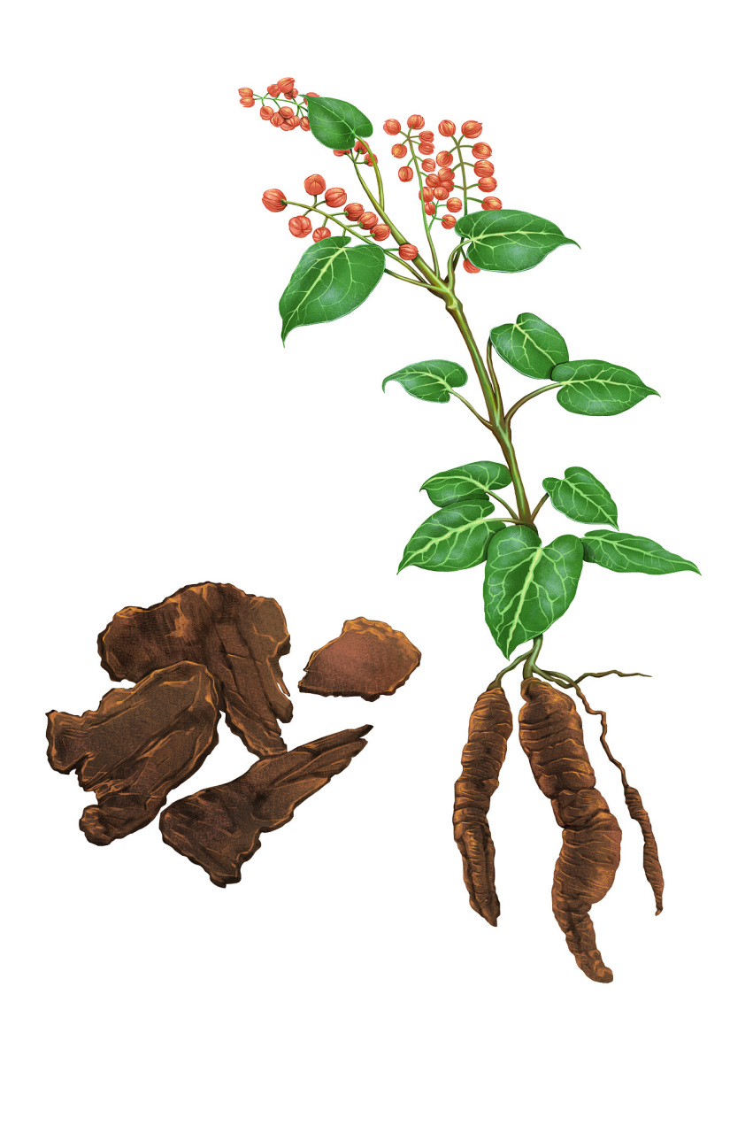 中药何首乌:益肝补肾,活血涩精【仅供参考】       中药何首乌:性味