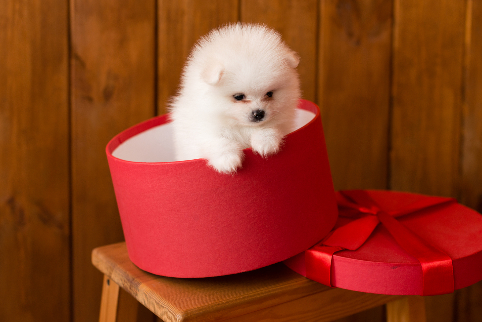 茶杯犬是一种微型小狗,因体型小,可爱而流行.