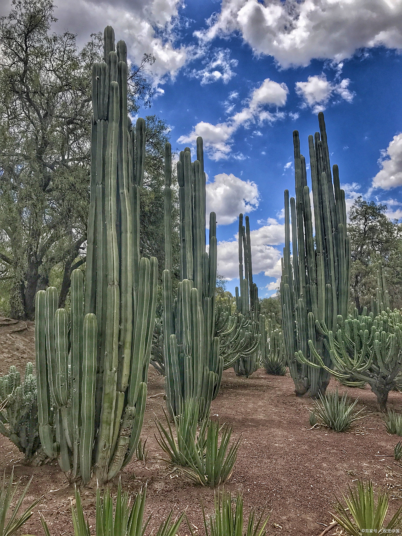 世界上已知的仙人掌科植物,有一半以上分布在墨西哥