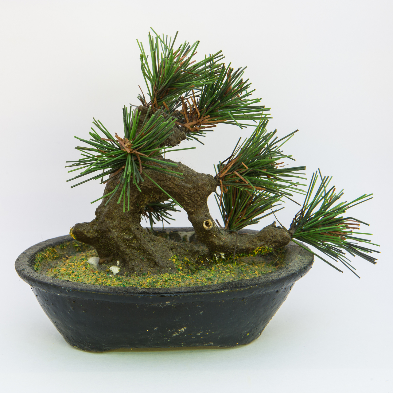 马尾松四季苍翠,傲然独立,潇洒俊逸,是制作盆景的良好材料,又称"山松"