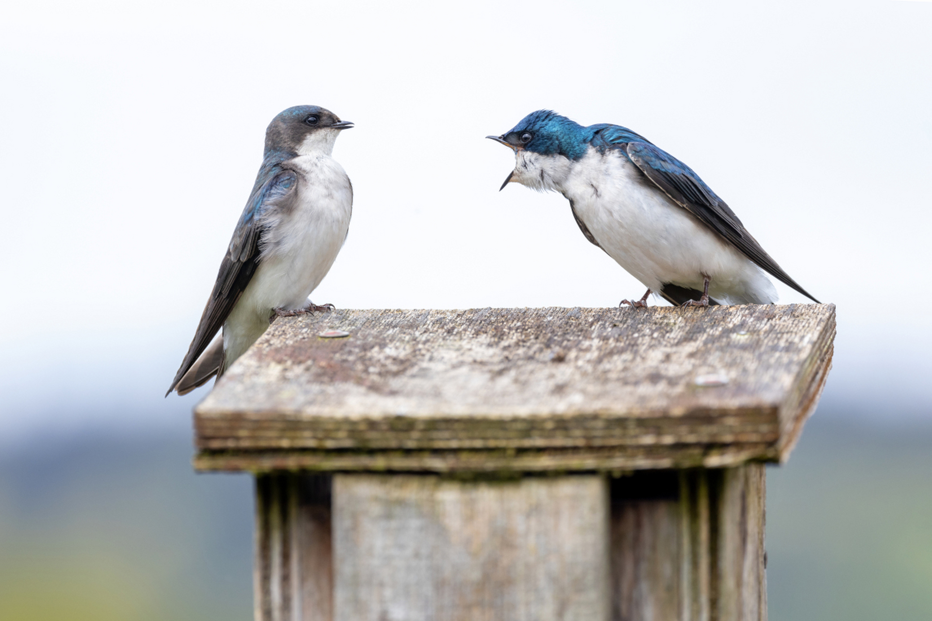 两只鸟在树枝上互相交谈. 一只问另一只:"你瞧,那对夫妻有多么恩爱啊!