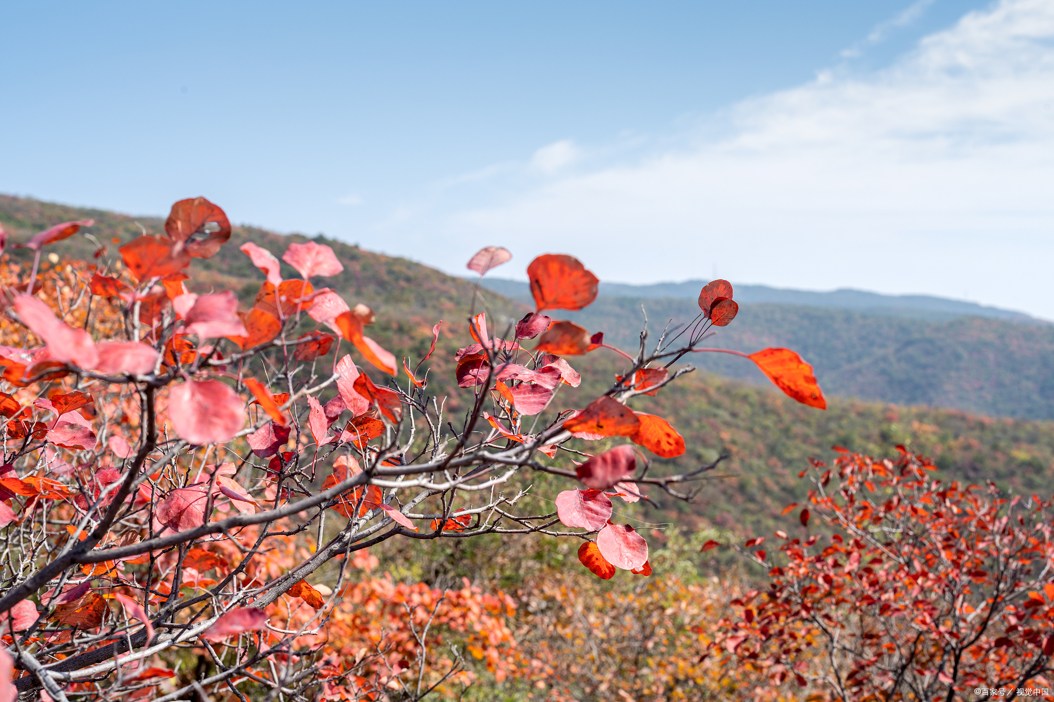 北京香山红叶图片大全图片