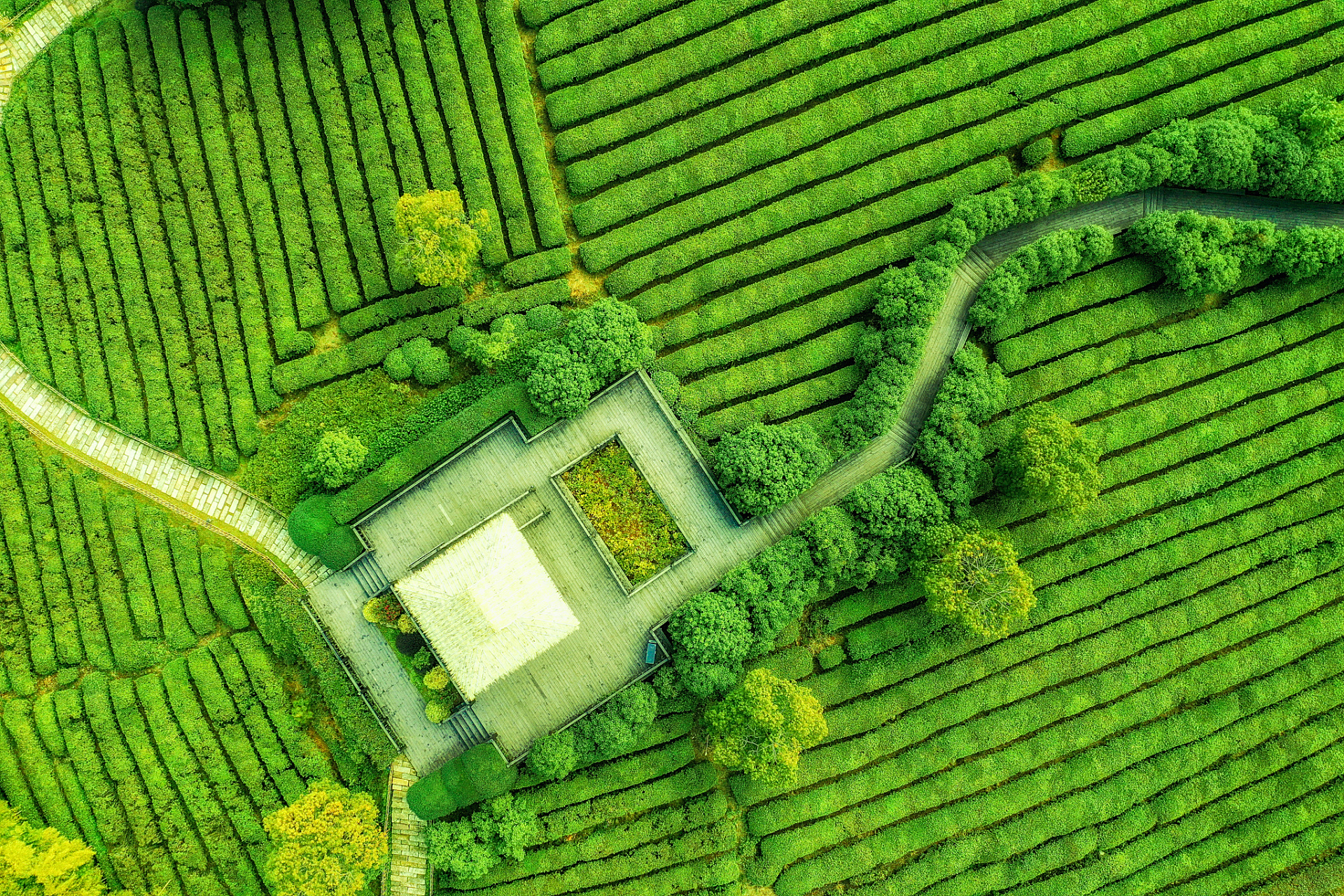 杭州龙坞茶园四季如春,是我每年必去的旅游胜地.