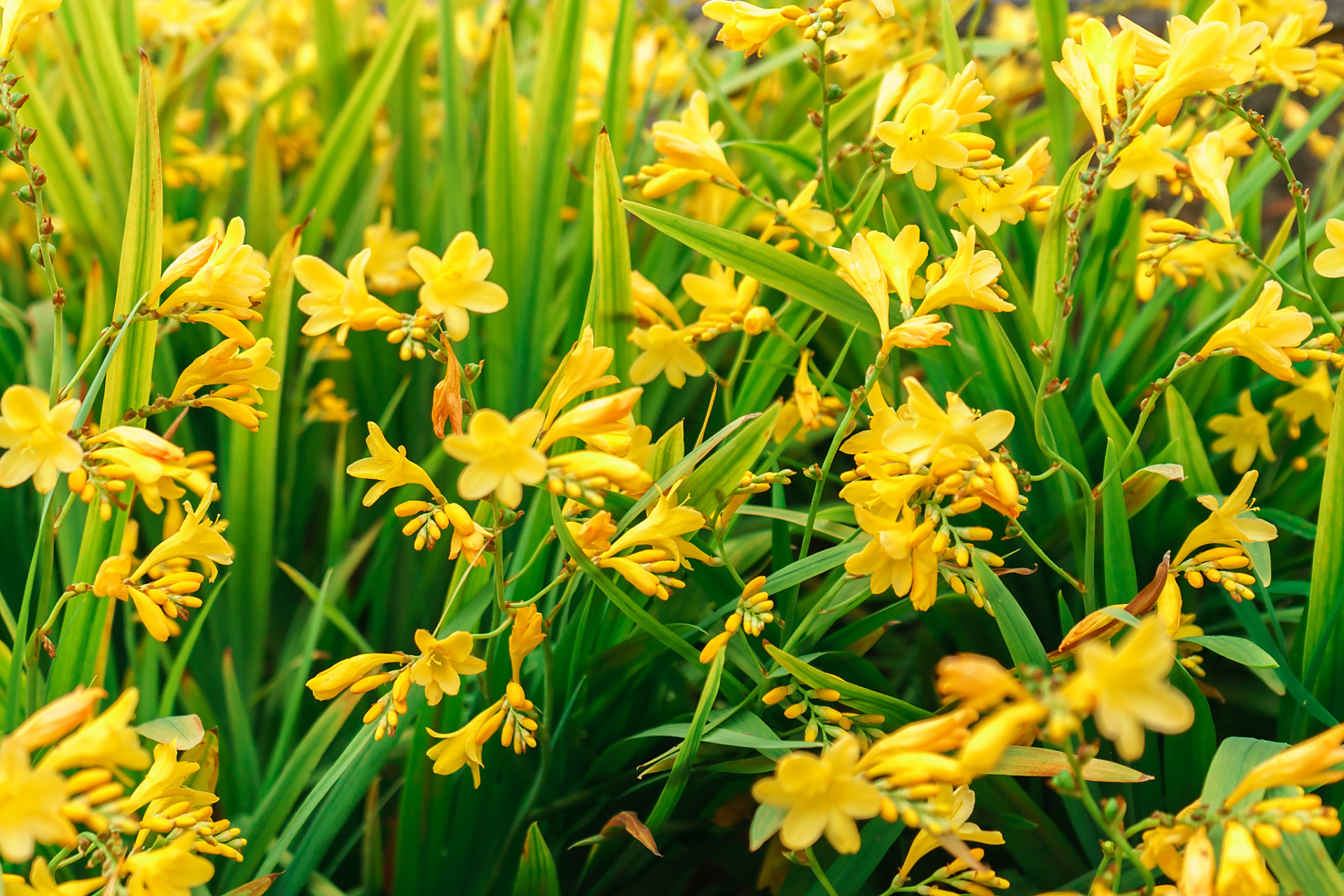 [原文:黄花菜种植技巧与