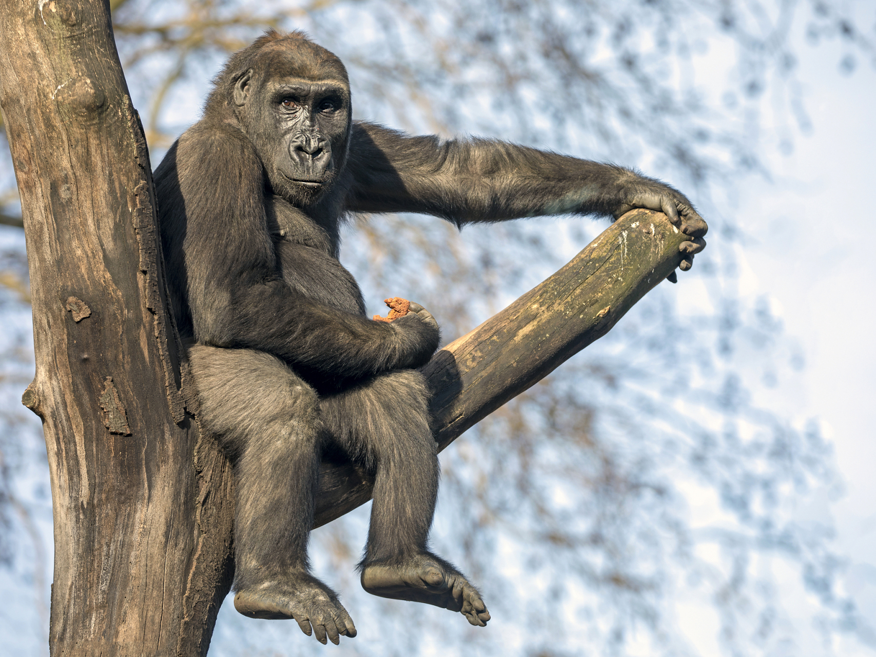 南方古猿并不是人类进化的终点,此后人类又经历了好几个进化阶段.