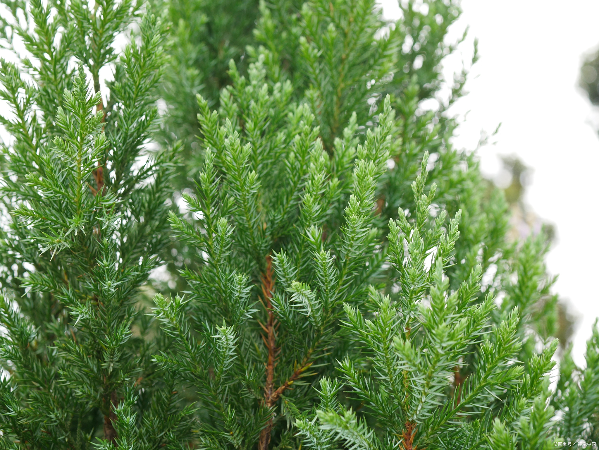 川柏的功效和作用及服用方法