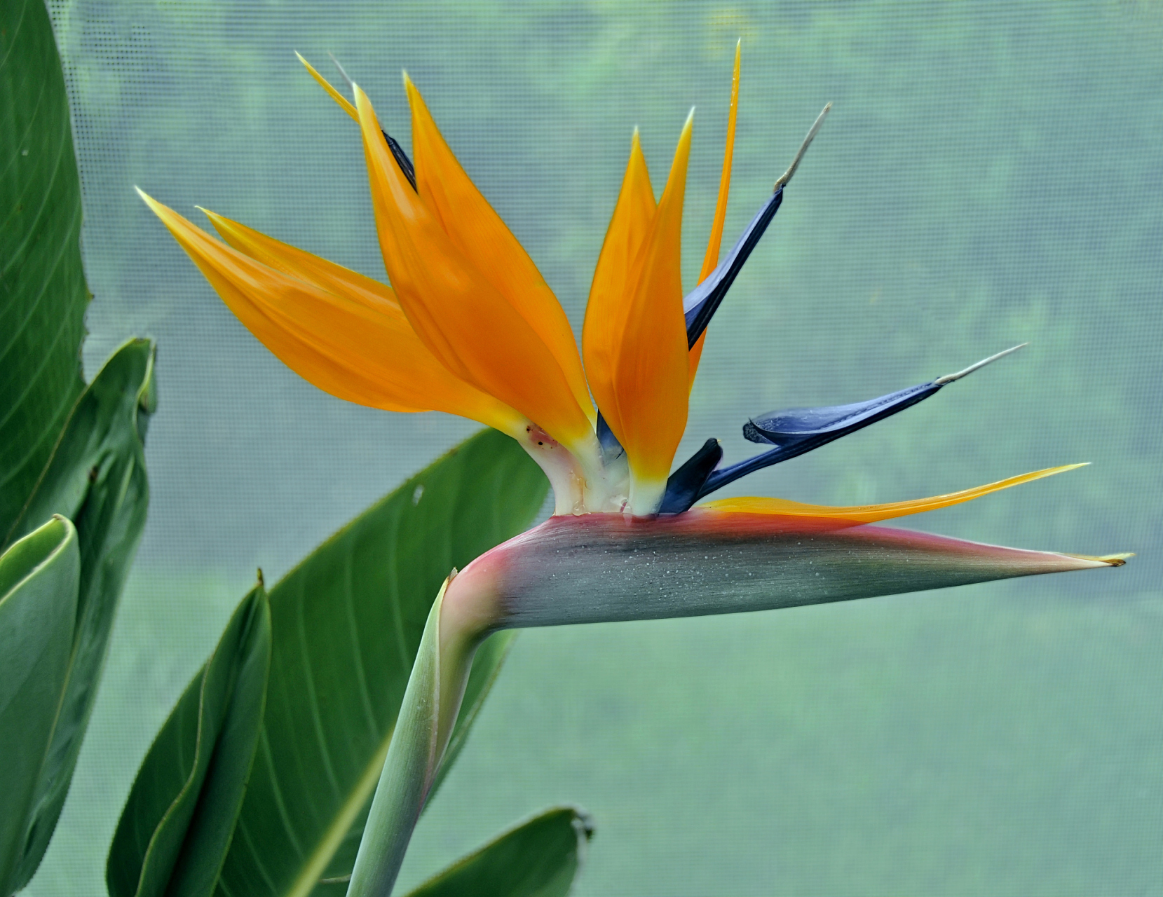 开花时花像小鸟的植物图片