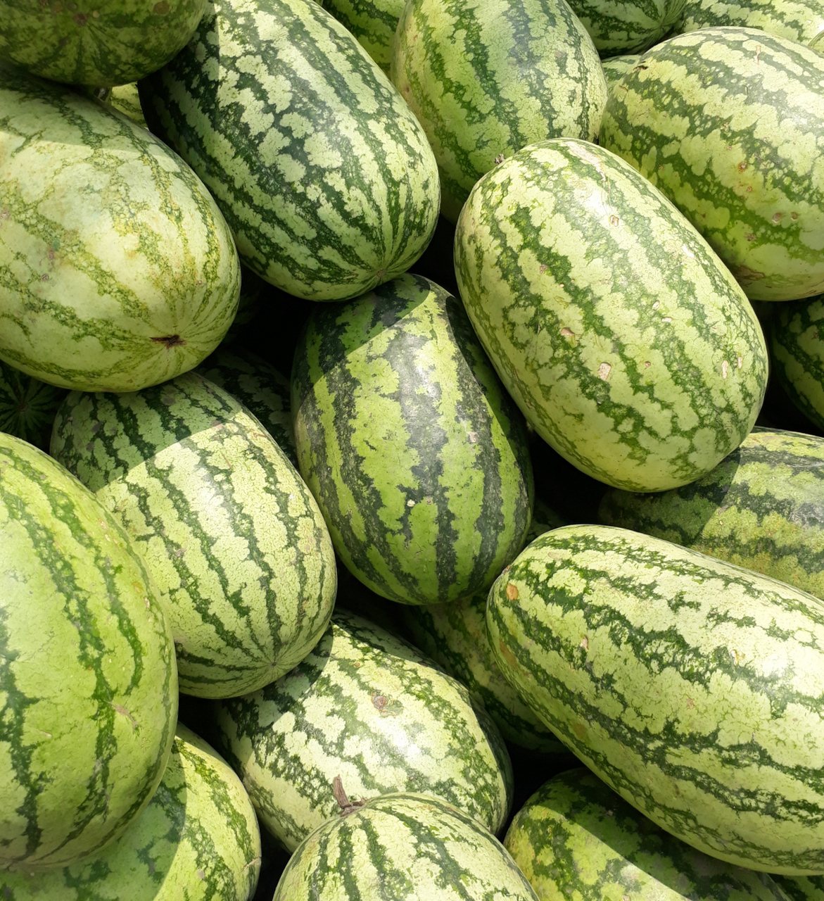 纹路和触感上哦~再分享一招:切瓜前戳洞防爆裂小技巧91让你的西瓜