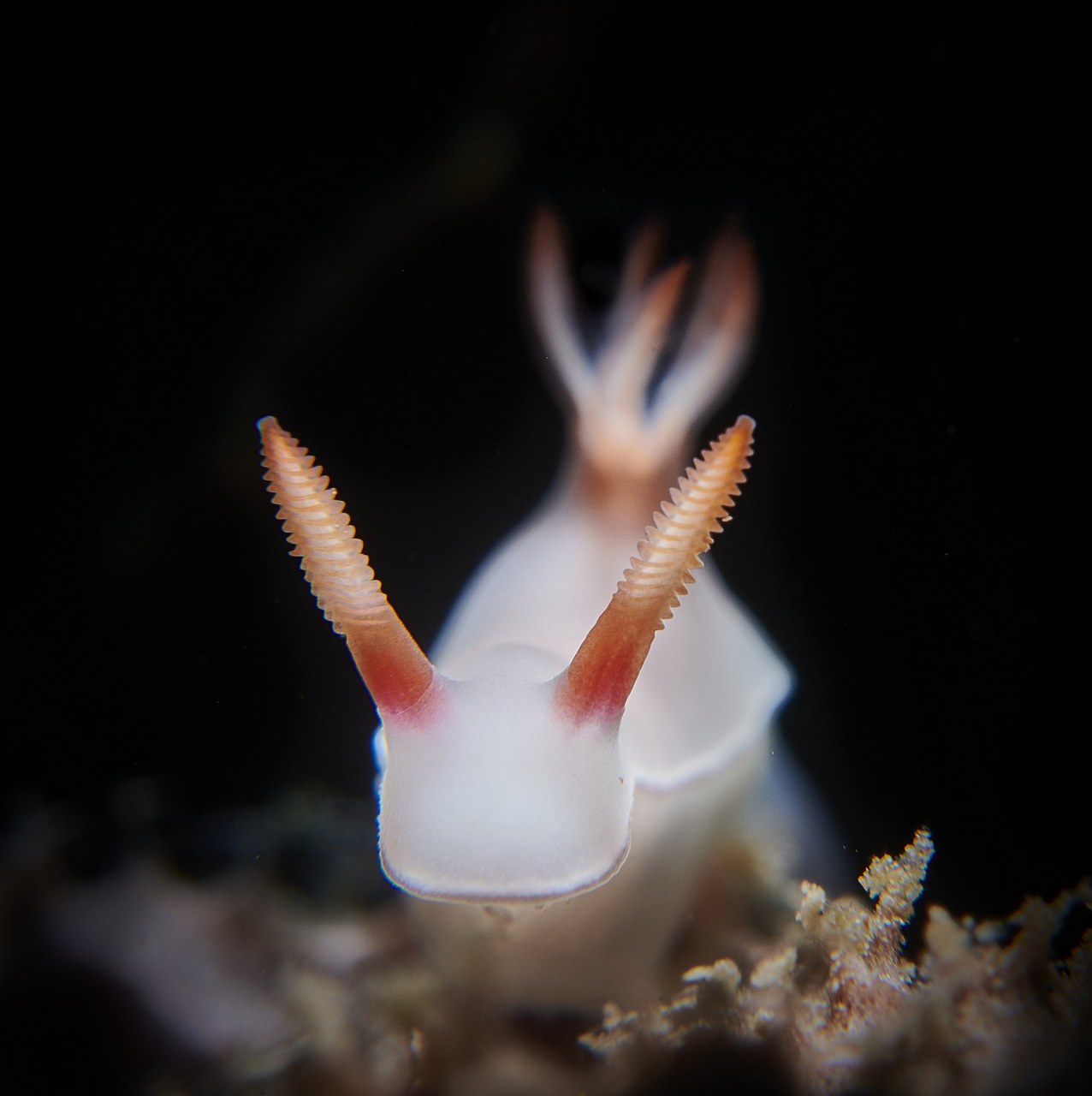 海兔子,这种鲜美的海产品,其独特的口感和丰富的营