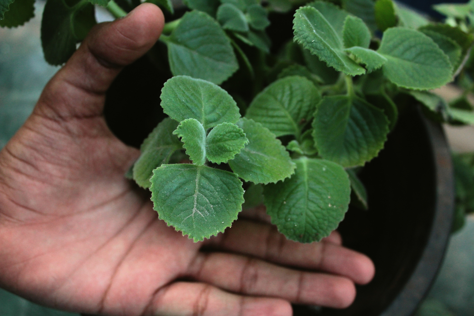 猫薄荷含有nepetalactone,能刺激猫的费洛蒙受器,使猫产生兴奋,愉悦等