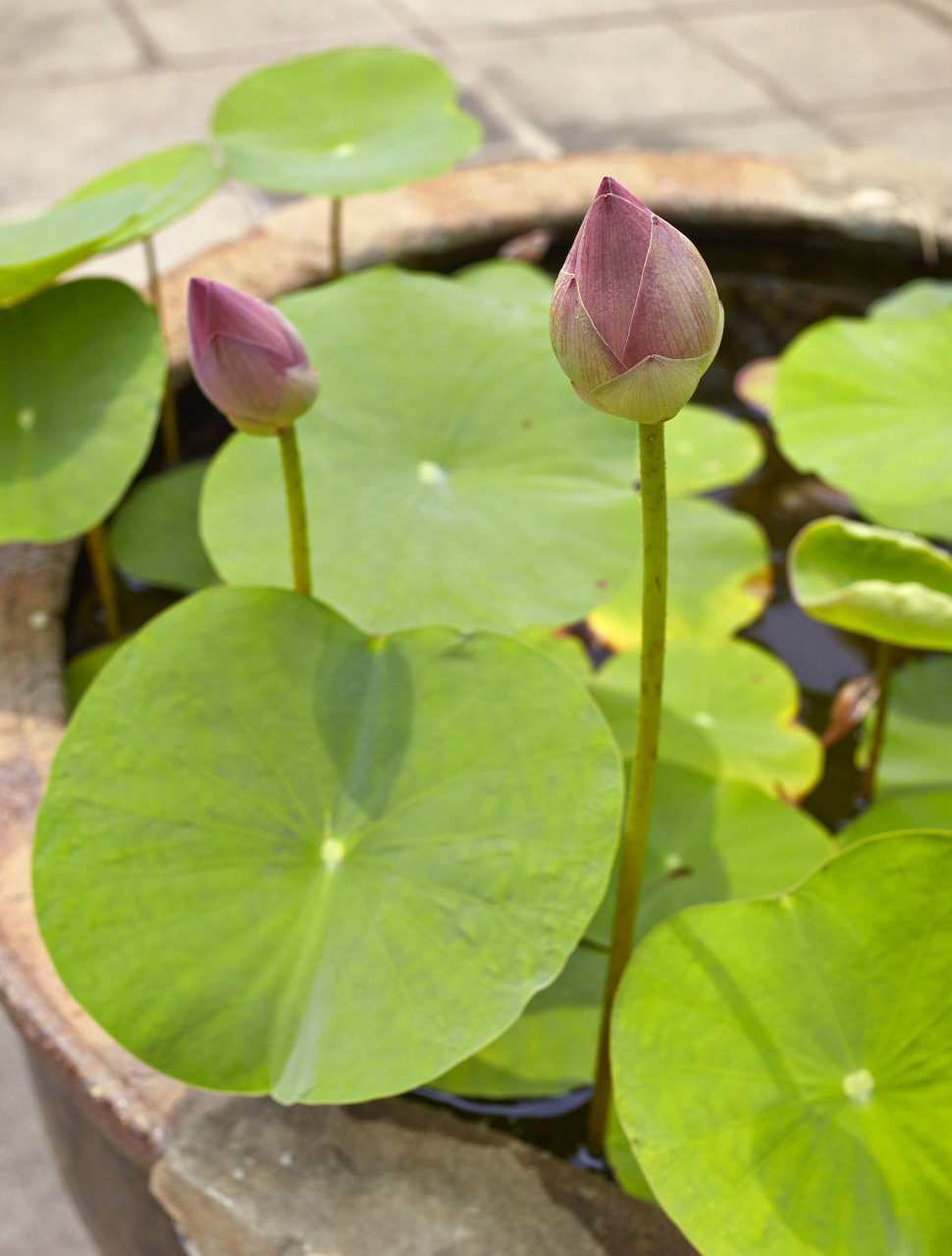 碗莲是一种小型水生花卉,适合放置于室内,美化环境.