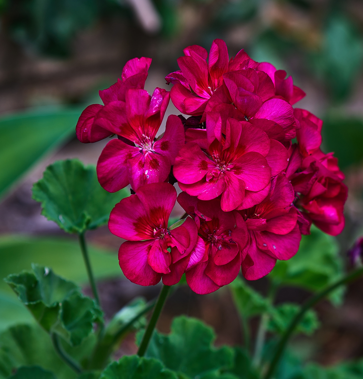 新春年货不打烊# 重瓣天竺葵种子  重瓣天竺葵种子,它们小巧玲珑,却