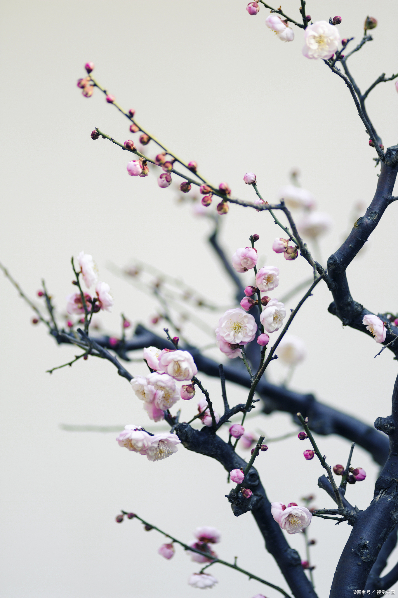 一朝落难,鸟兽散.既是不幸,又是幸运.