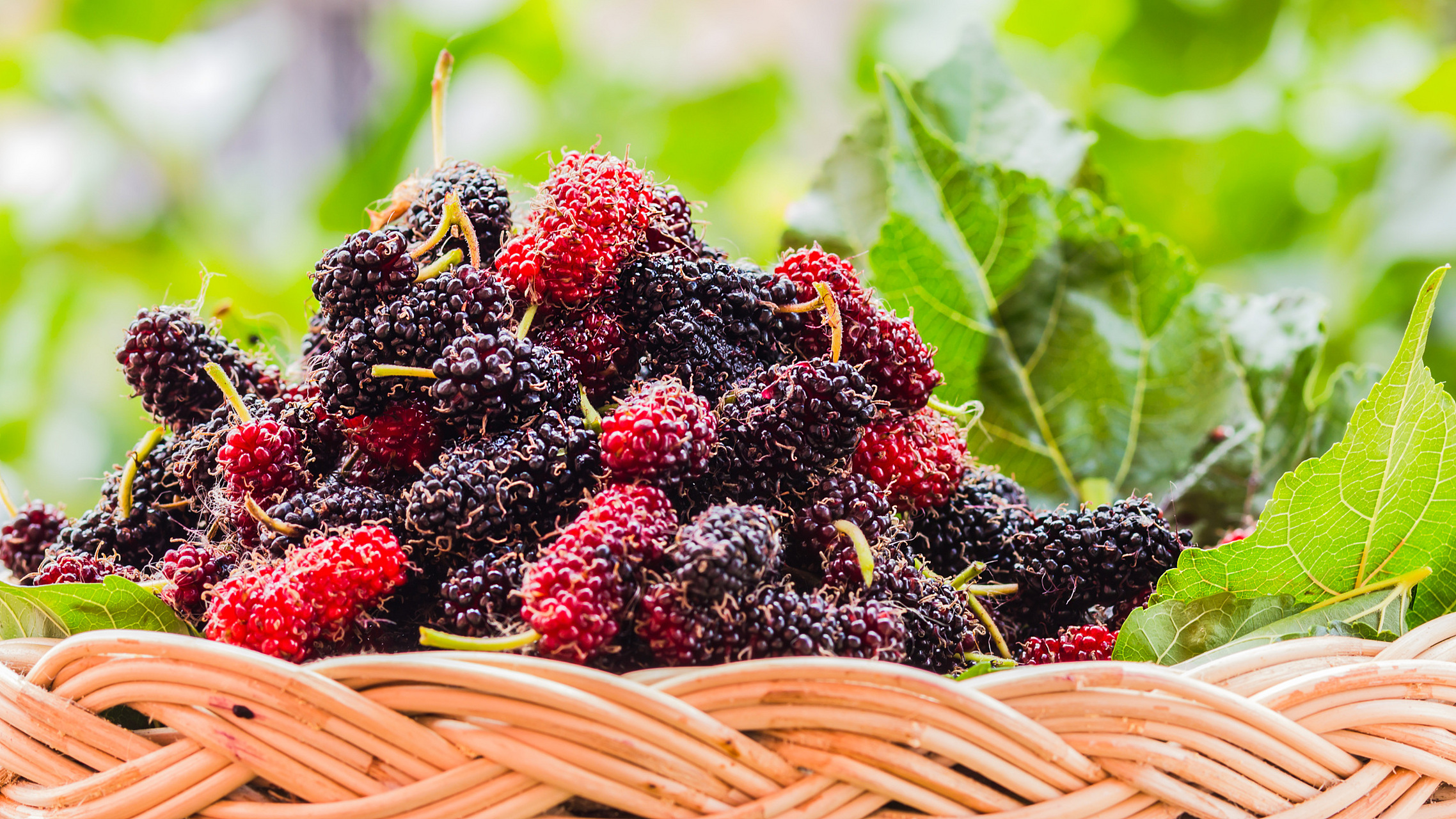 桑葚又称为黑果,是指桑树的果实.