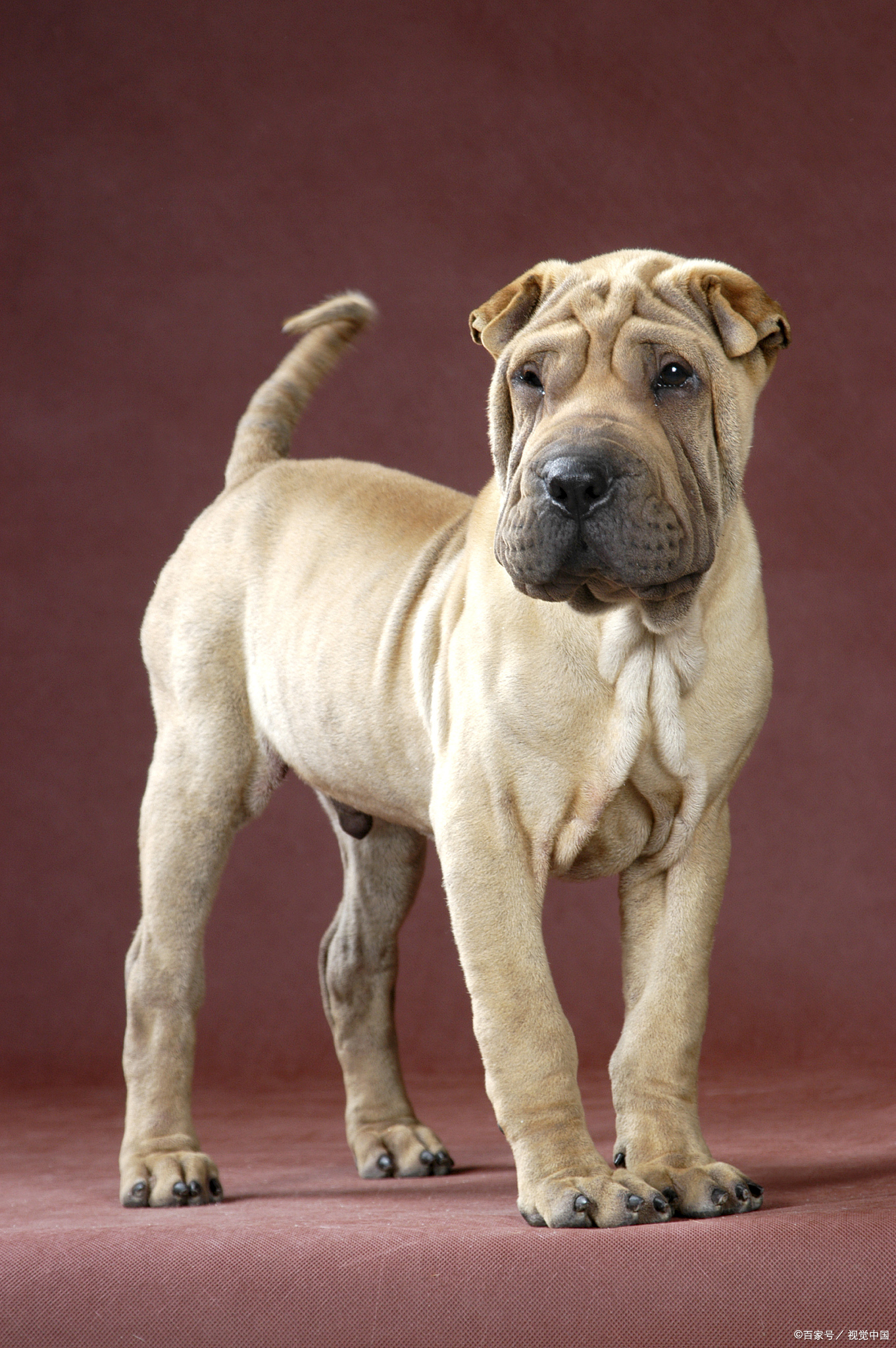 沙皮犬是一种机警,聪明,庄严的狗,常常表现出严肃而势利的特点,并具有