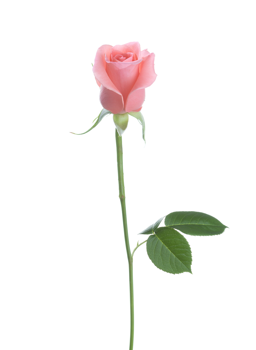 镜头下的花草#