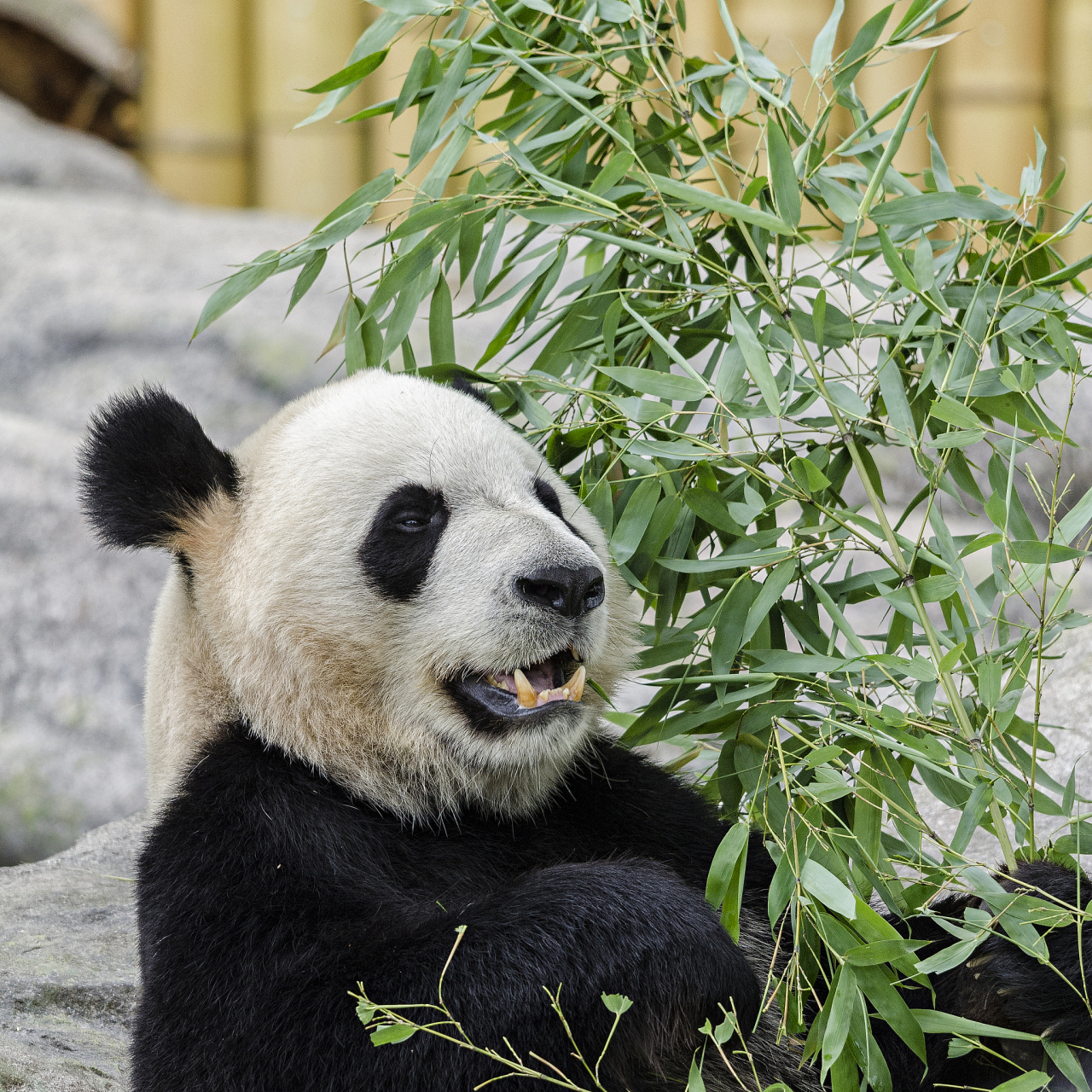 唐家河国家级自然保护区是以大熊猫及其栖息地为保护对象的国家级自然