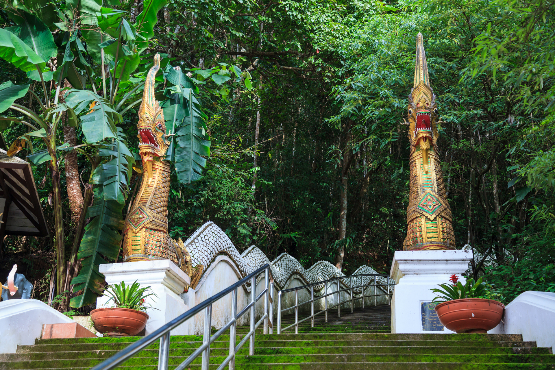 位于中国西南边陲的芒市孔雀谷景区,被誉为"美丽德宏,孔雀之乡".