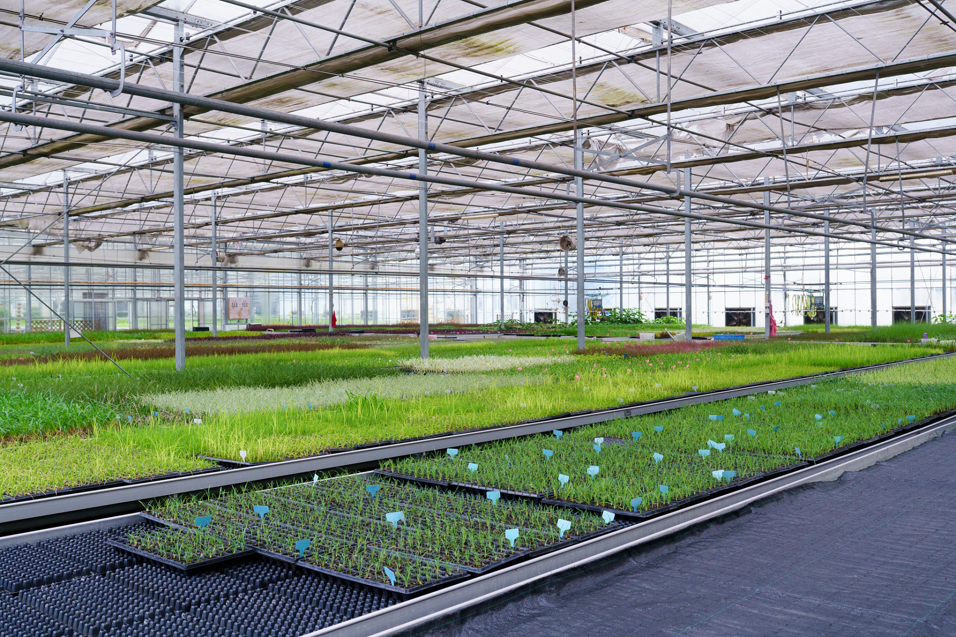 早稻集中育秧中心温室大棚采用高科技材料和智能化管理系统,为秧苗