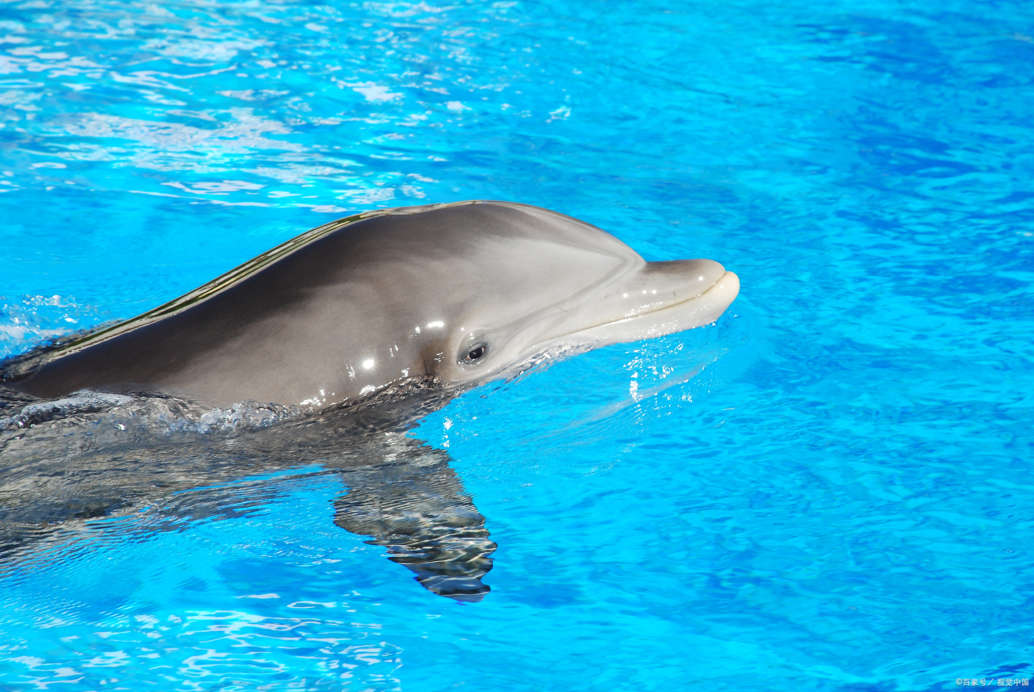 海洋深处的角力:鲨鱼为何畏惧海豚?