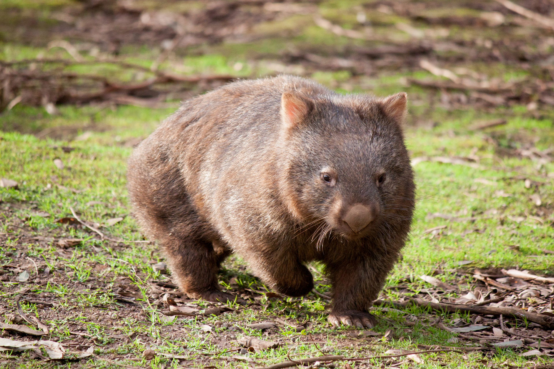 袋熊是澳大利亚的特有动物.袋熊是一类有袋动物,主要分布在澳大利亚及