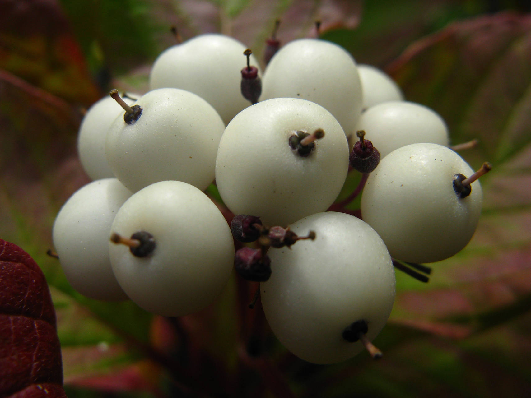 白饭果 白饭果又叫白饭木,是一种常见的美味野果,通常生长在比较潮湿