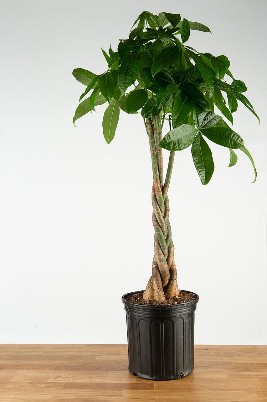 [鲜花] 发财树是受欢迎的室内观叶植物,养殖需注意光照,温度,湿度