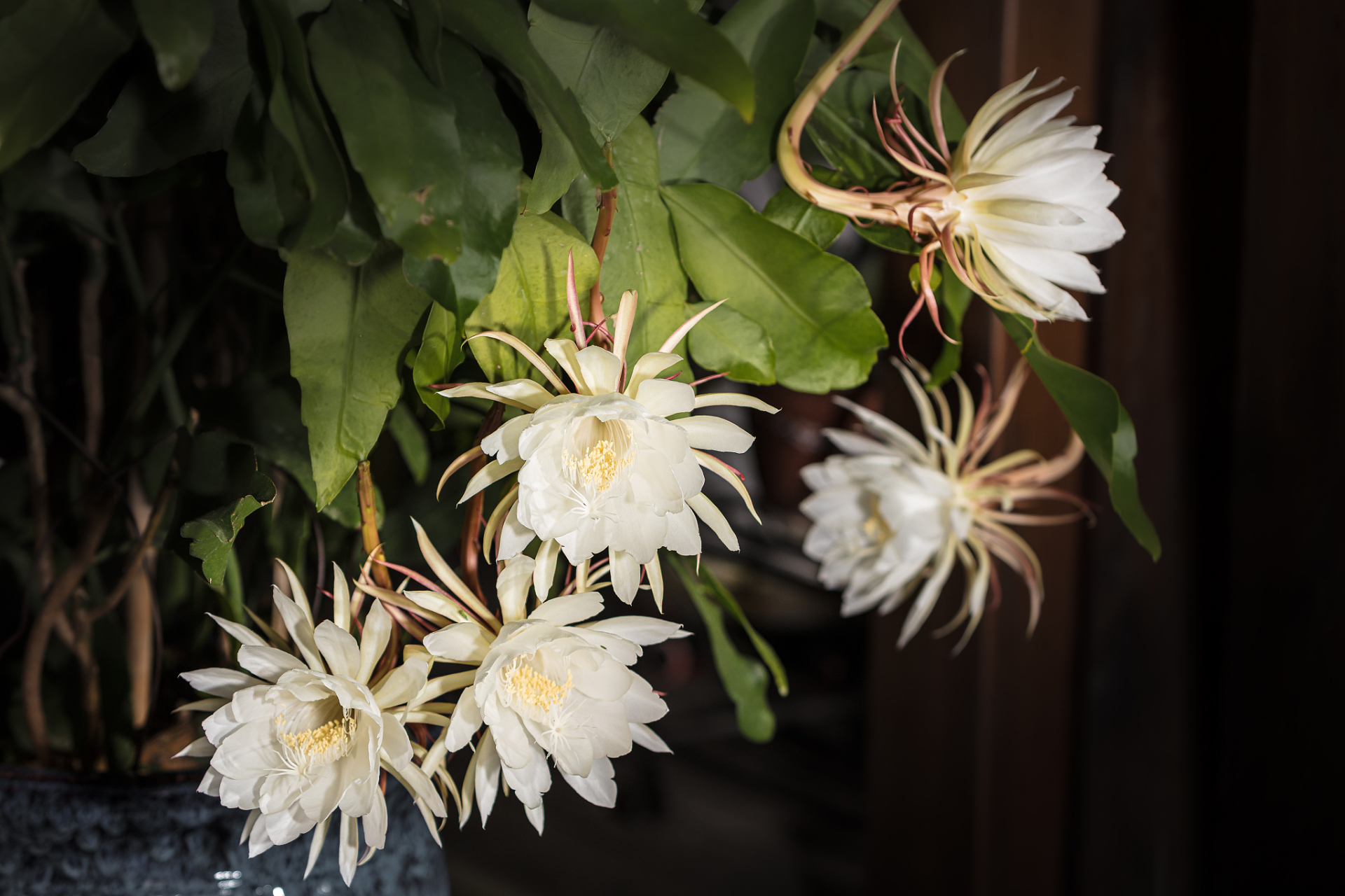 昙花是一种喜欢温暖湿润半阴环境的仙人掌科植物,不耐寒和强光暴晒.