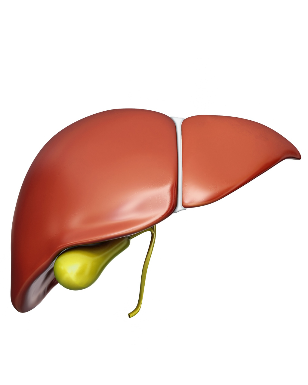 肝脏的隐藏位置  肝脏位于人体右上腹,隐藏在右侧膈下和肋骨深面,大