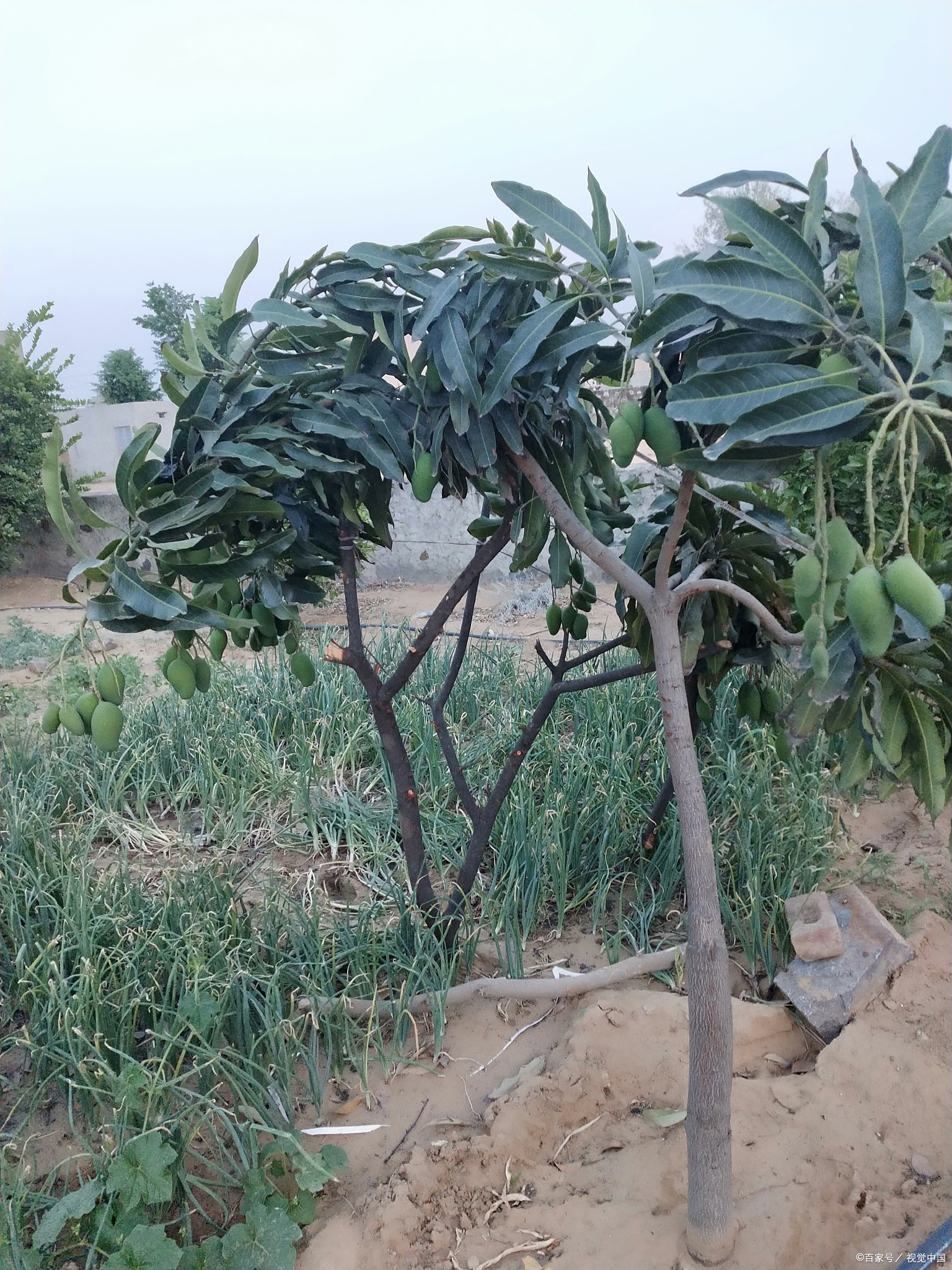 芒果在北方能种植吗?