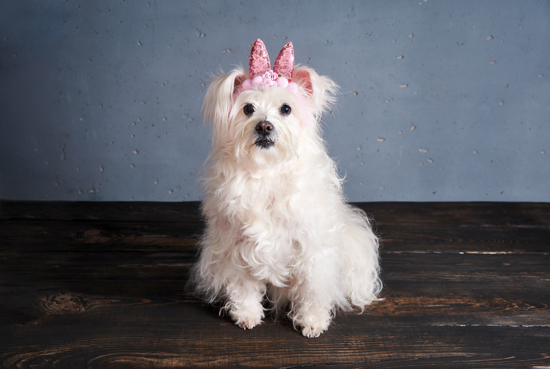 马尔济斯犬(maltese)是一种受欢迎的小型宠物犬品种,起源于地中海地区