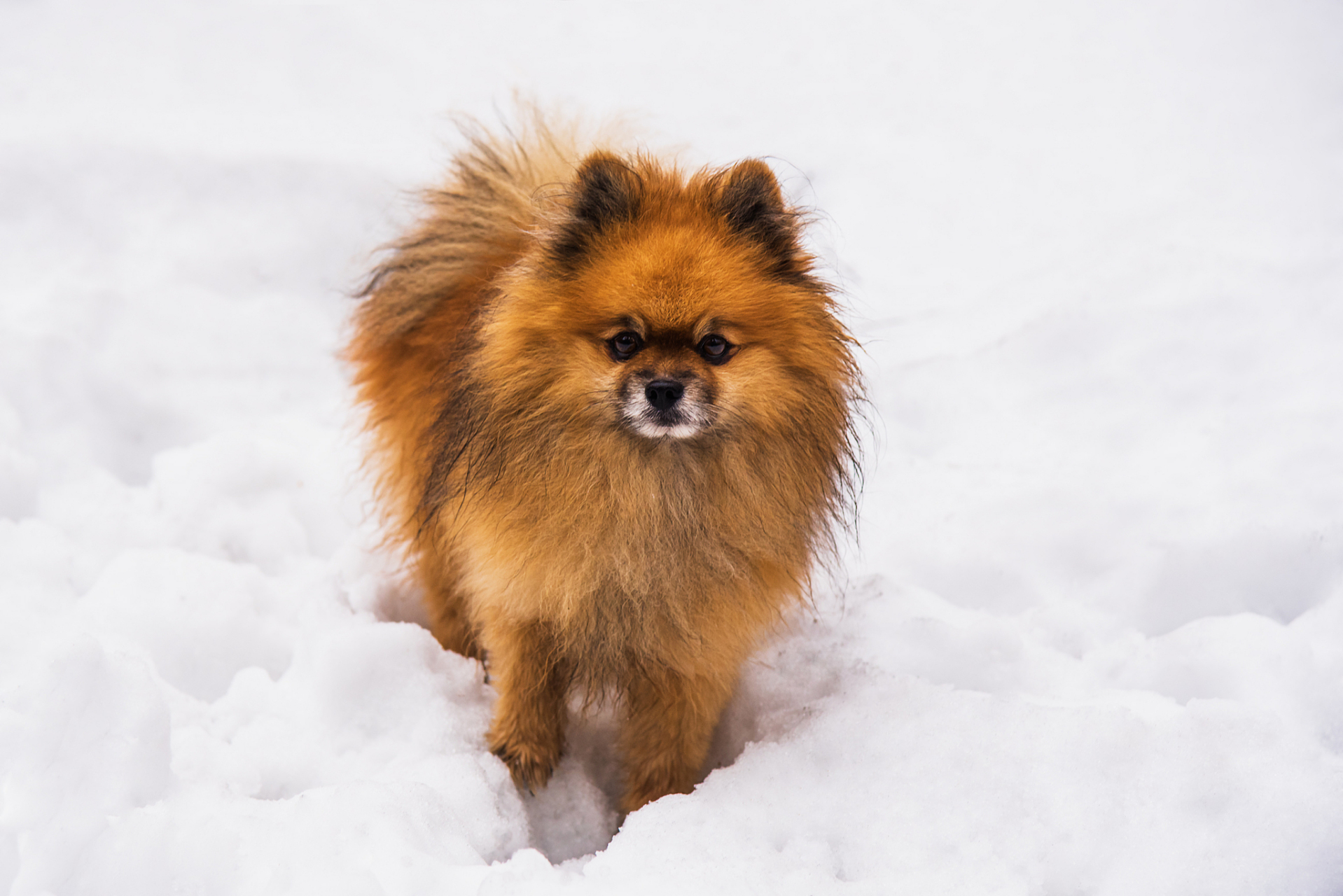 博美犬壁纸图片