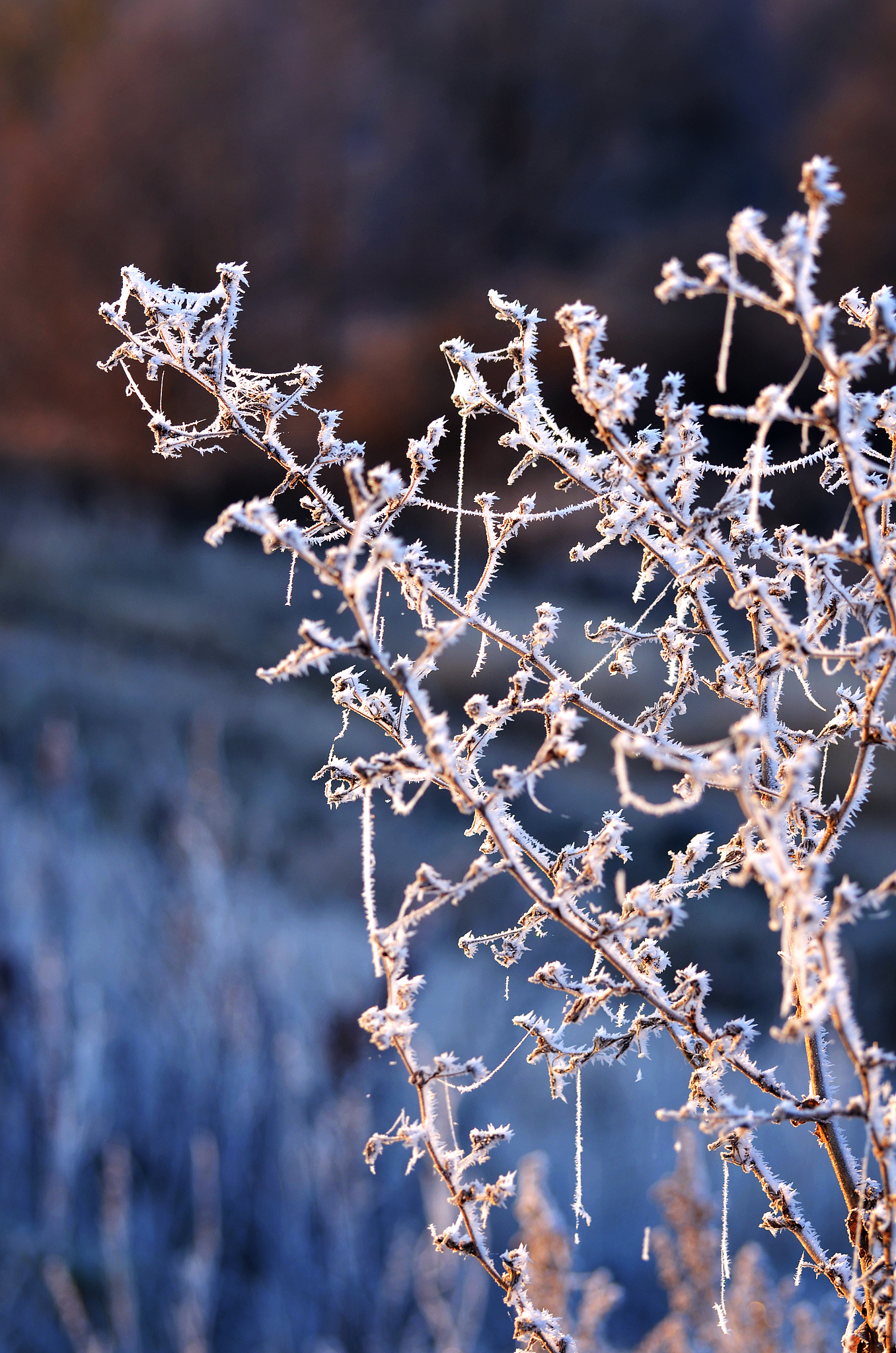 白霜辉翰墨,银雪映灵琛. 山嶂霞烟袅,菊花酒水魂