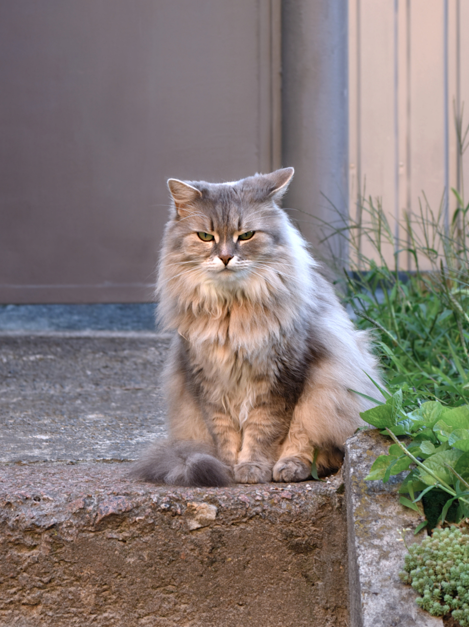 德文卷毛猫壁纸图片