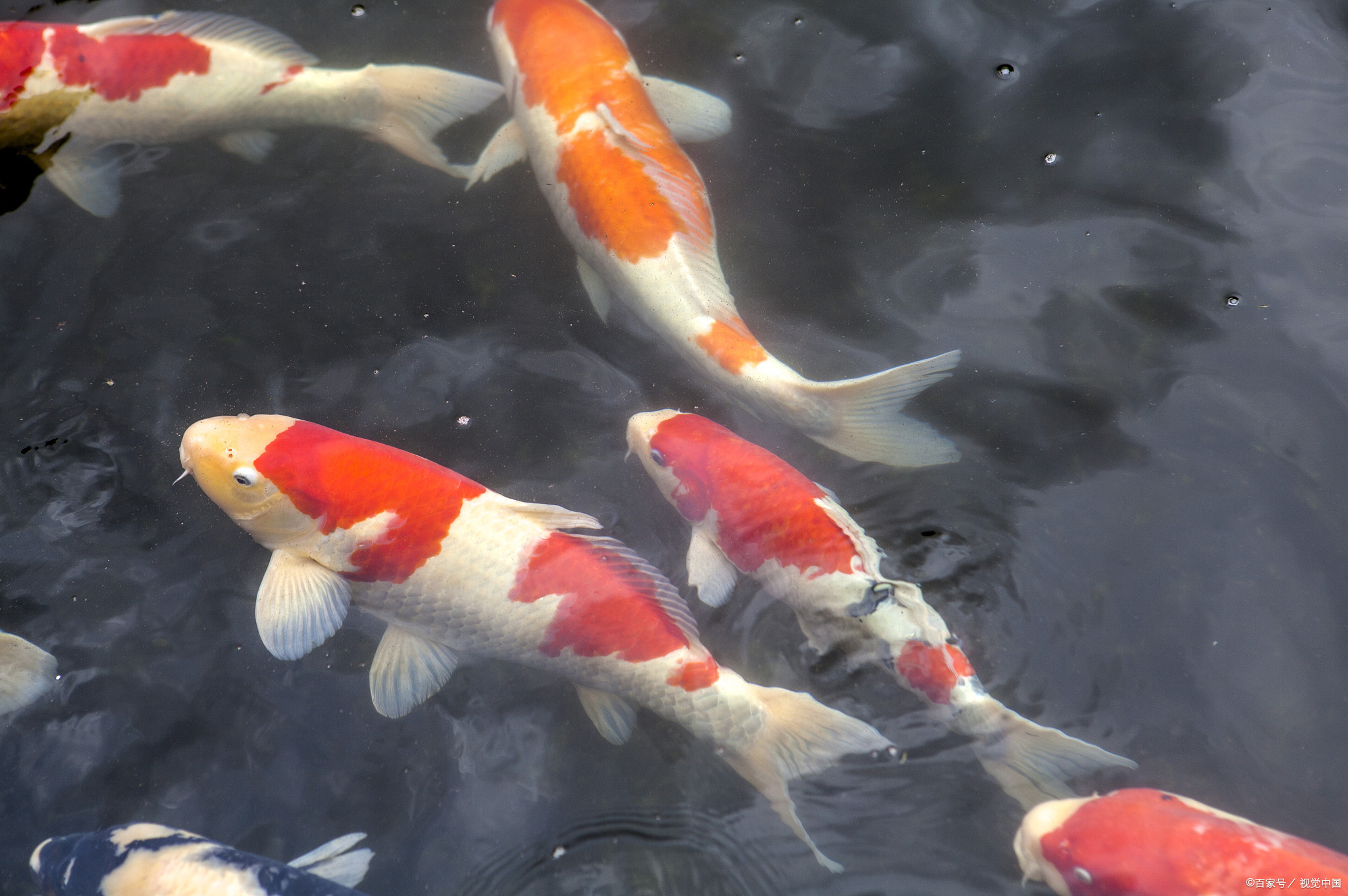 家养锦鲤鱼几天喂一次?好运锦鲤怎样养才欢?