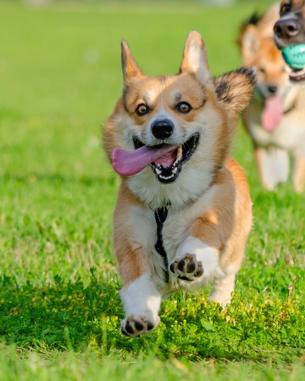 英国女王最爱的柯基犬,在英国皇室有什么特殊待遇?