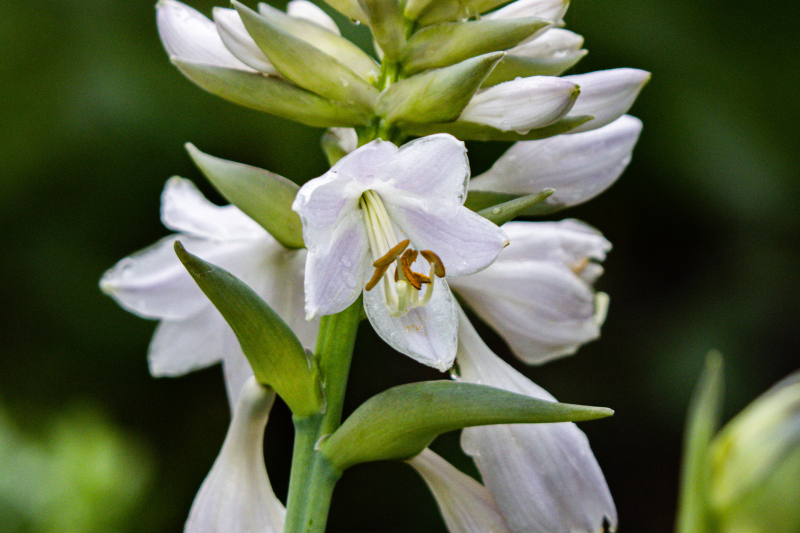 他赴约品尝她精心准备的晚餐,虽技巧待提,但情感真挚